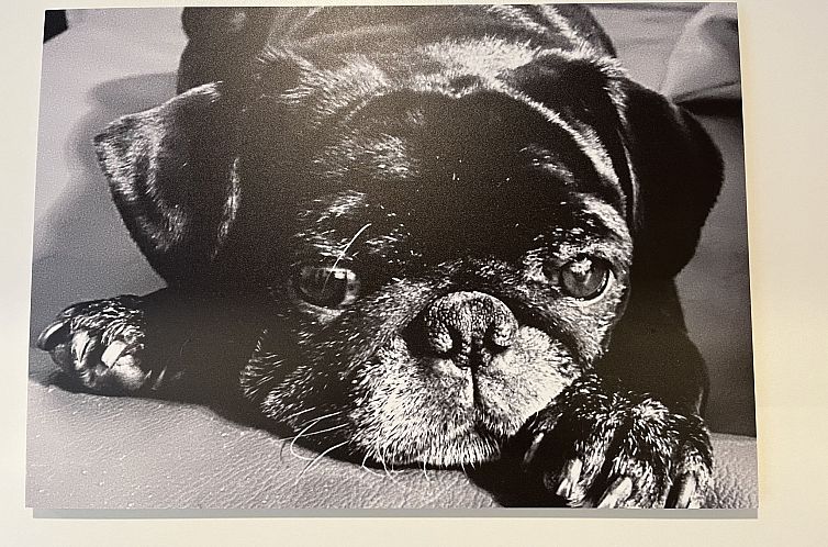 Vakantiehuis Tiny Haus Paul