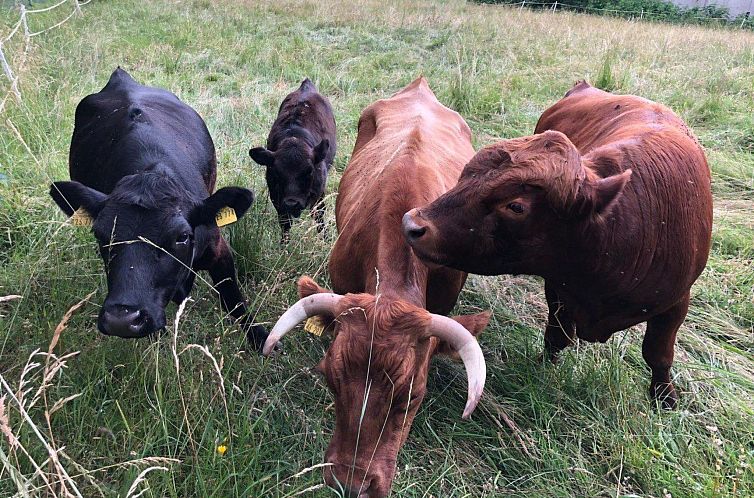 Appartement Gesamte Wohnung in Böbrach mit Garten und Grill