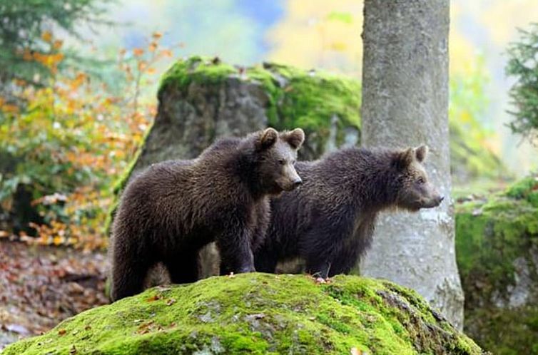 Vakantiehuis in Hohenau