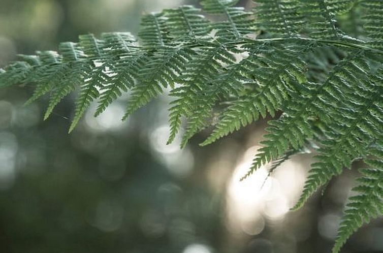 Appartement Exklusive Ferienwohnung mit eigener Sauna