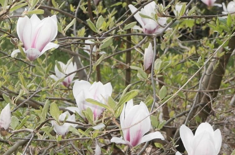 Huisje in Zachenberg