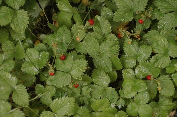 Huisje in Zachenberg