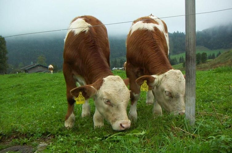 Appartement Haus Hinterseer