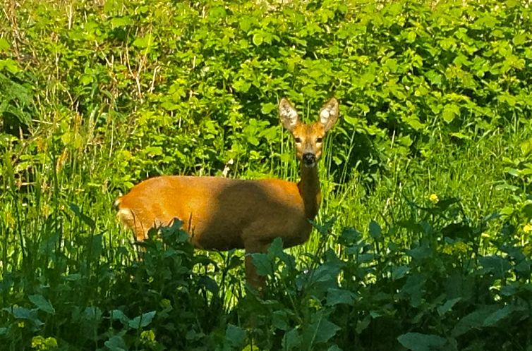 Appartement in Patzig mit Großer Terrasse