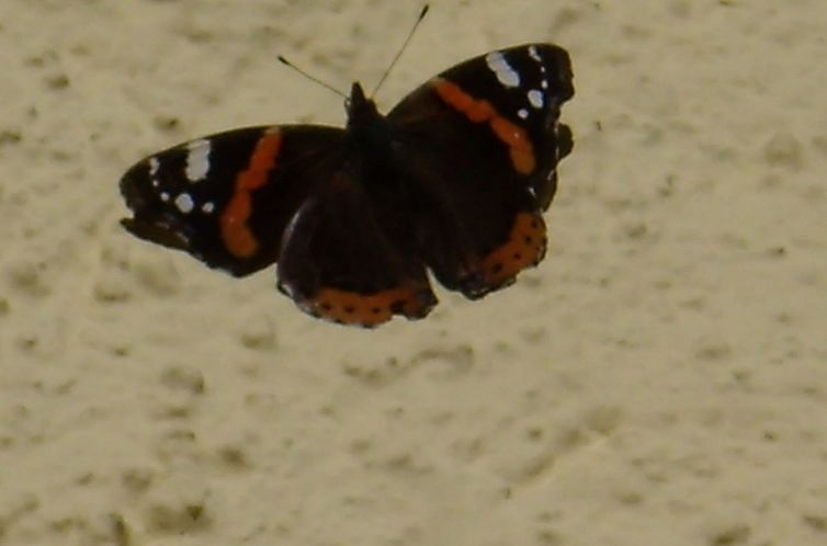 Vakantiehuis Betttis Bungalow