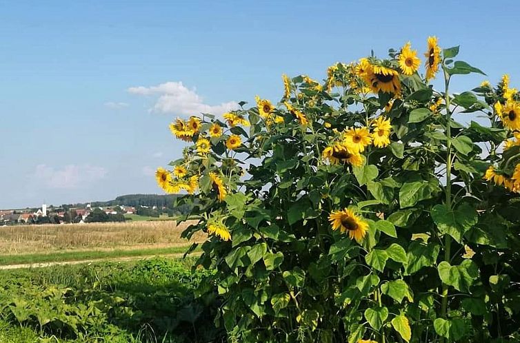 Appartement Schöne Ferienwohnung in Oberwaldbach