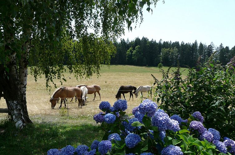 Appartement mit Bergblick
