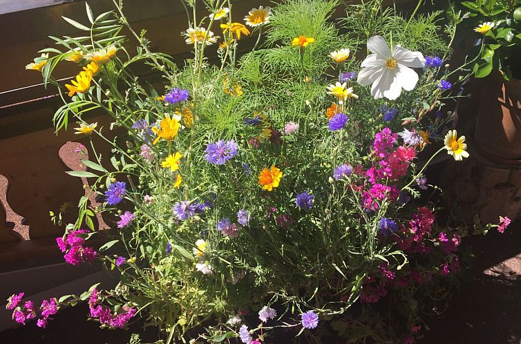 Appartement Fewo Bergblick lodge