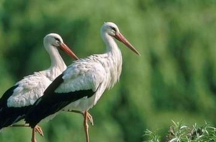 Vakantiehuis La Maison Bleue im Zentrum des Elsass in Berghe