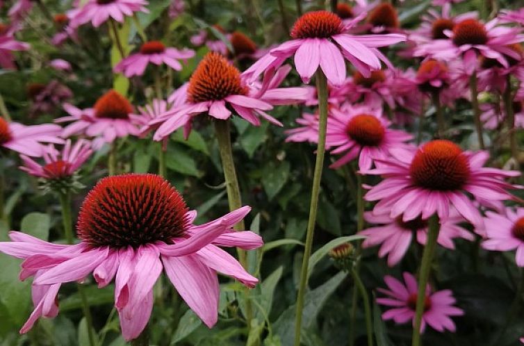 De Woestijn - vakantiewoning Den Ast