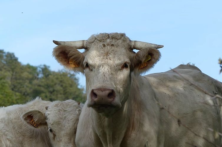 Vakantiehuis in Millay