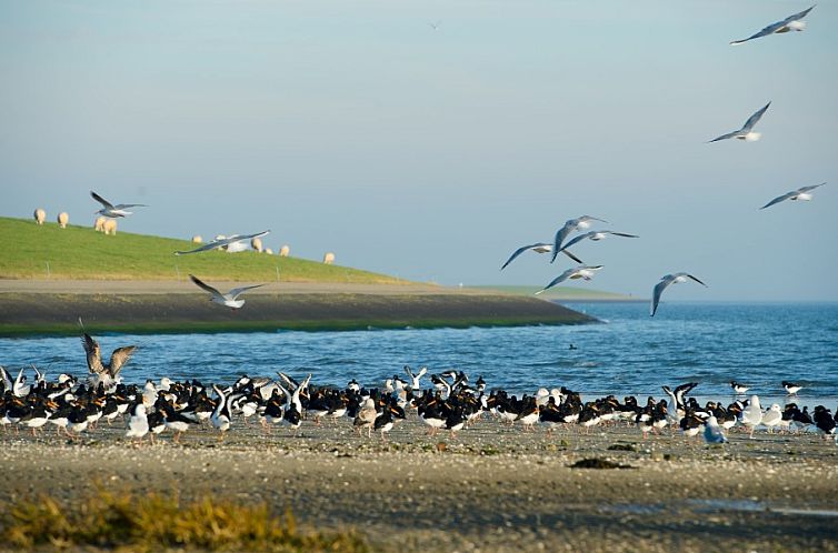 Appartment Amelander Kaap