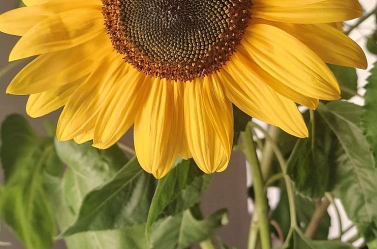 Vakantiehuis in Vitry-Laché