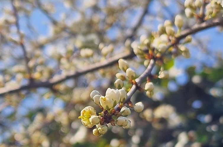 Vakantiehuis in Vitry-Laché