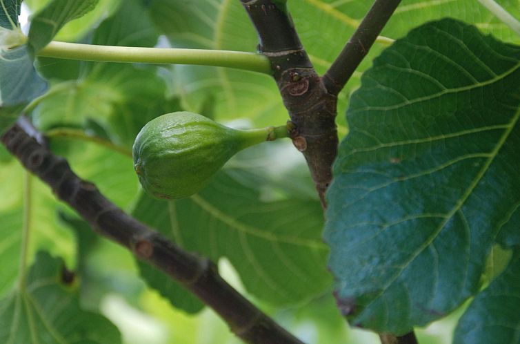 Vakantiehuis Villa mit großem Grundstück direkt am Mer