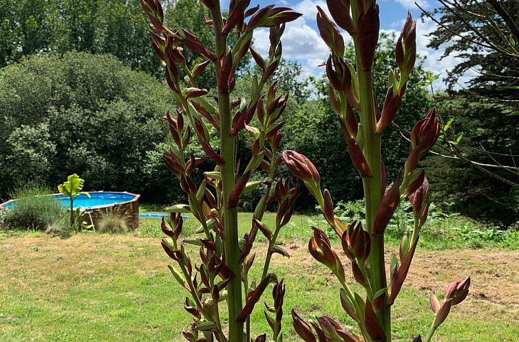 Vakantiehuis Gite - typisch bretonisches Bauernhaus mit Pool