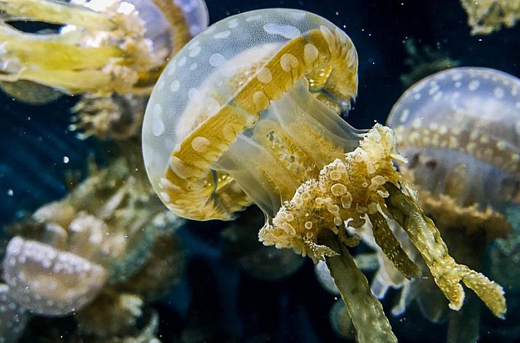 InterContinental The Clement Monterey, an IHG Hotel