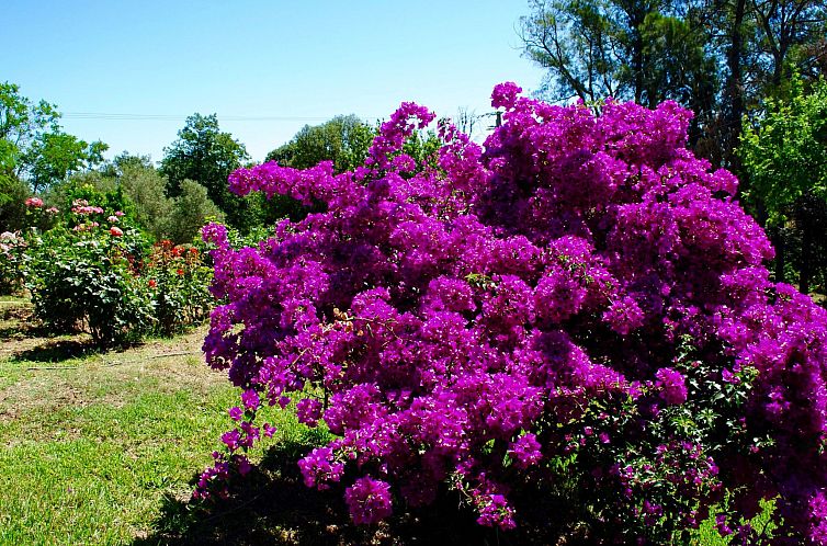 Vakantiehuis Weingut Punta della Guardia Panorama von Macchi