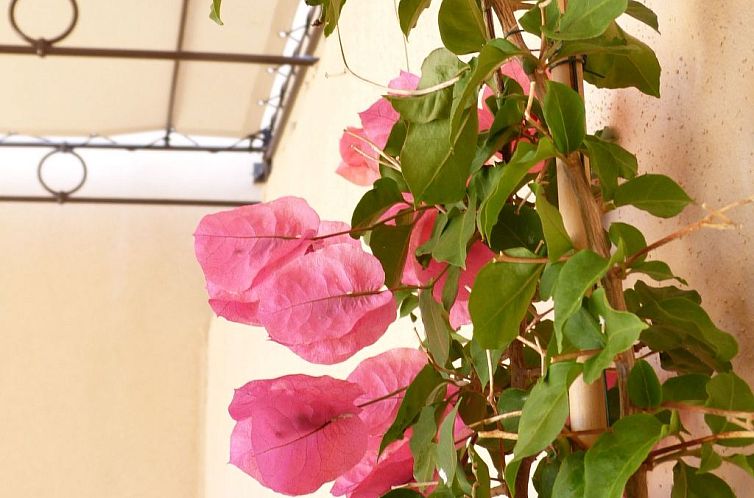 Vakantiehuis 'Vista di Sognu Casa Olivea'