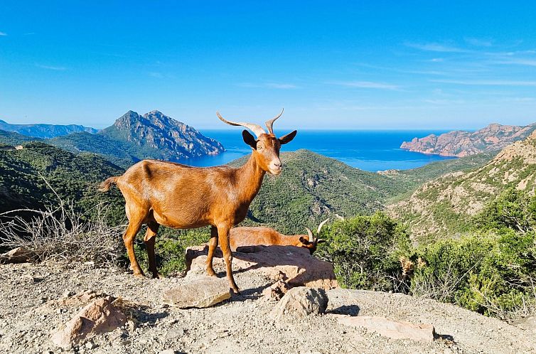 Appartement Calvi "Eden Paradisu"