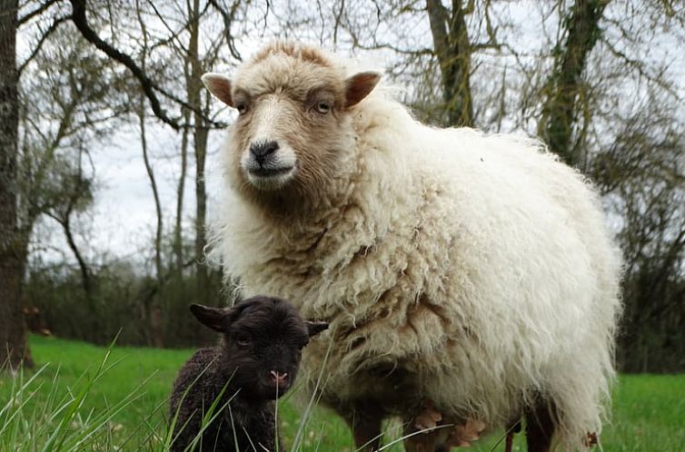 Vakantiehuisje in HERRY