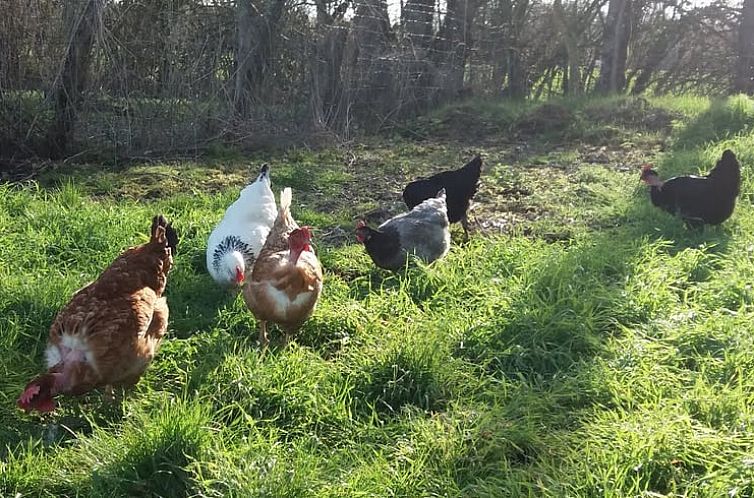 Vakantiehuisje in HERRY