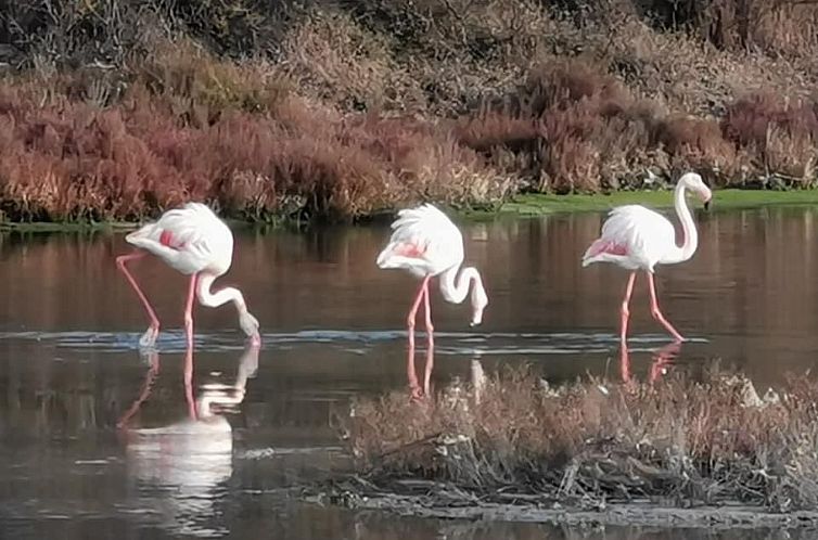 Appartement Seaside Tropical Duplex mit Pool