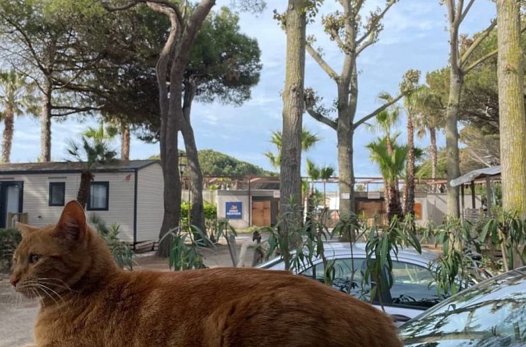 Appartement Mobilheim in idealer Lage in der Nähe aller Ann