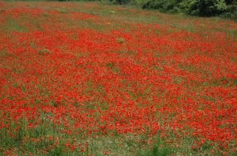 Appartement Die kleine Zikade