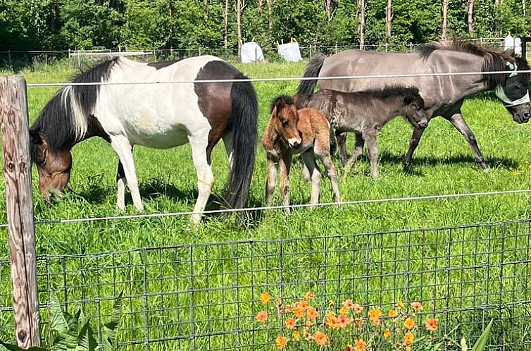 Huisje in Rijkevorsel