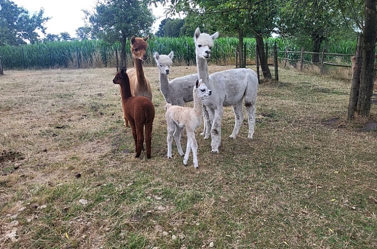 Vakantiehuisje in Rijkevorsel