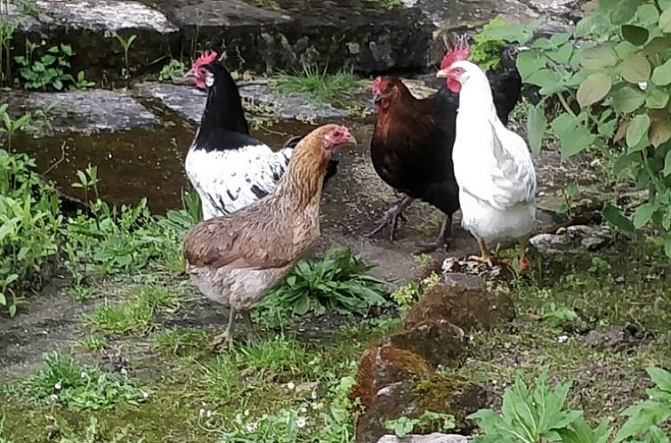 Vakantiehuisje in CIZAY LA MADELEINE