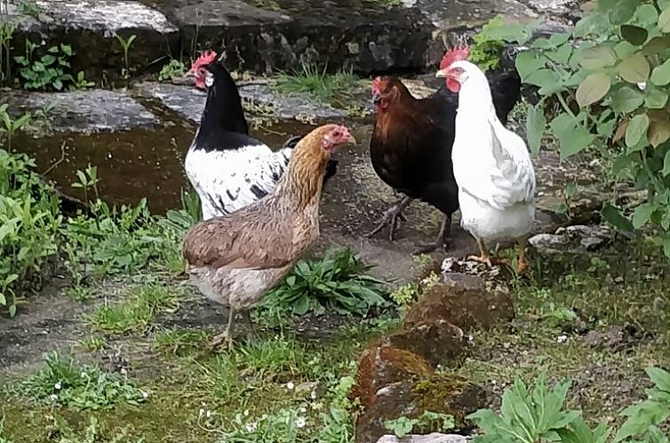 Vakantiehuisje in CIZAY LA MADELEINE