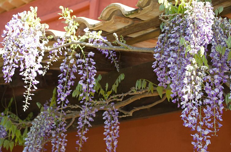Vakantiehuis LES VALERIANES