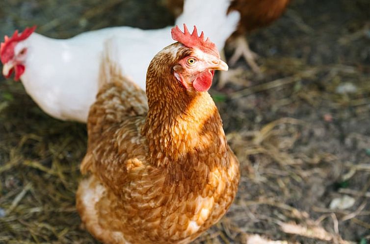 Vakantiehuis in Sospel