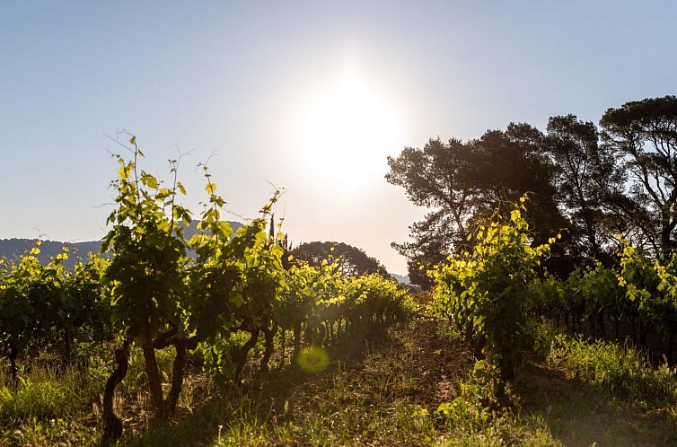 Vakantiehuis Gîte im Herzen der Weinberge, Terrasse mit ate