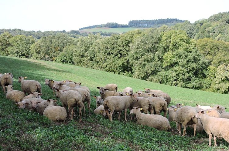 Vakantiehuisje in MONTREDON-LABESSONNIE