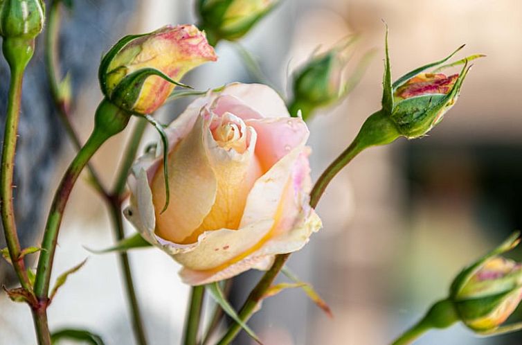 Vakantiehuisje in Thérondels