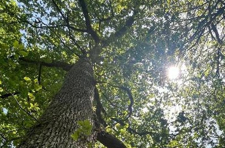 Vakantiehuis in Larroque