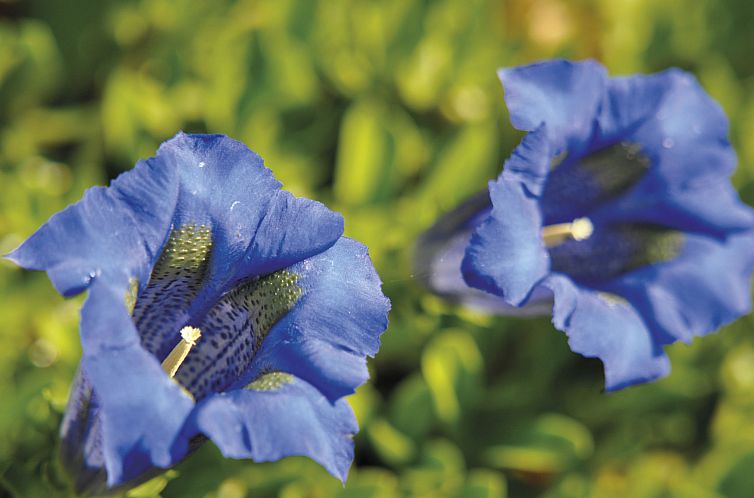 Appartement Odalys Référence Le Grand Panorama 1