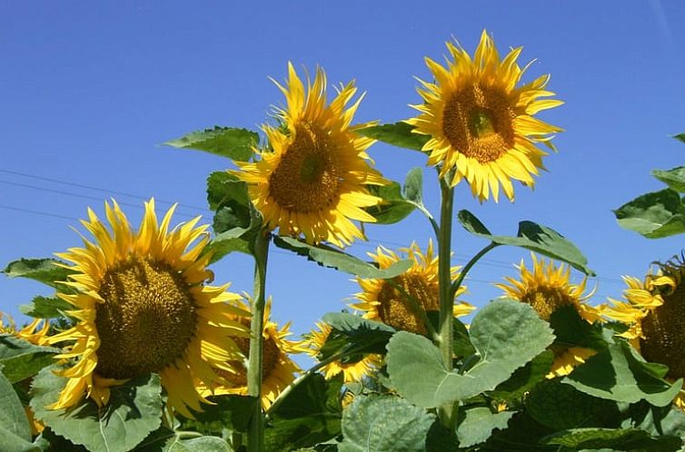 Vakantiehuisje in Grospierres