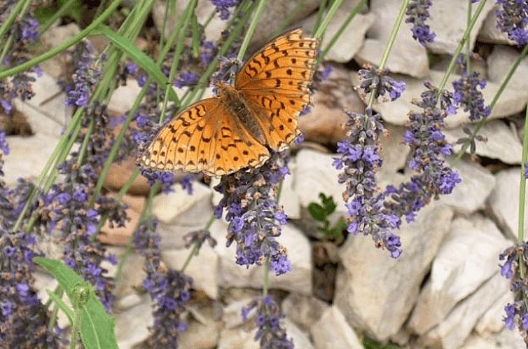 Vakantiehuisje in Grospierres