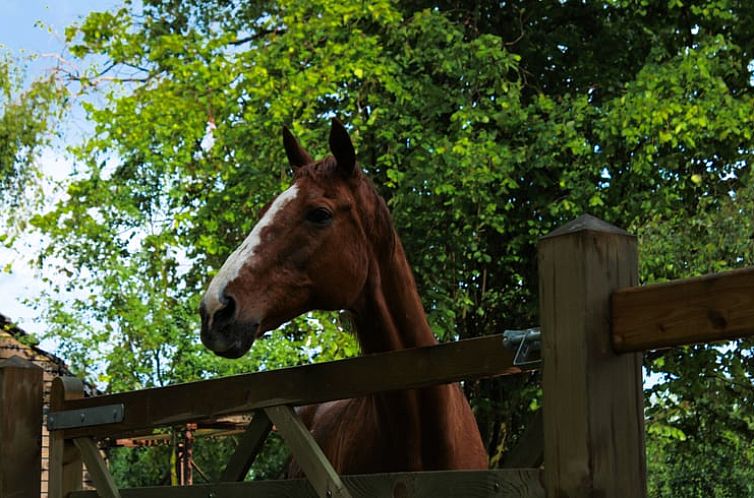 Vakantiehuisje in Halen