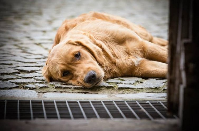 Huisje in Heks - Heers