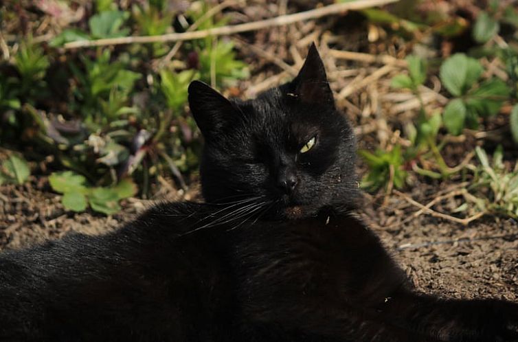 Huisje in Heks - Heers