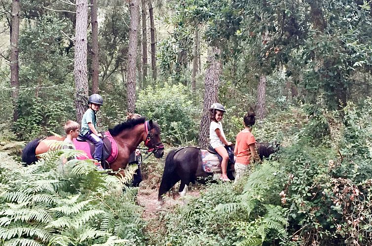 Vakantiehuis Premium Cocoon