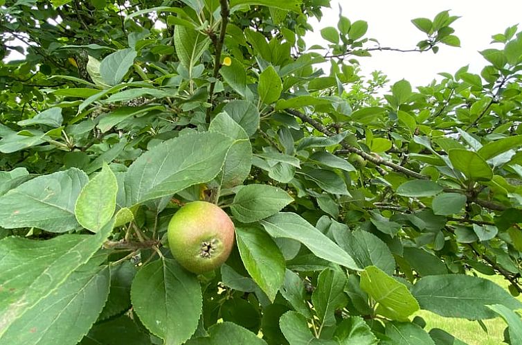 Vakantiehuis in Morcenx