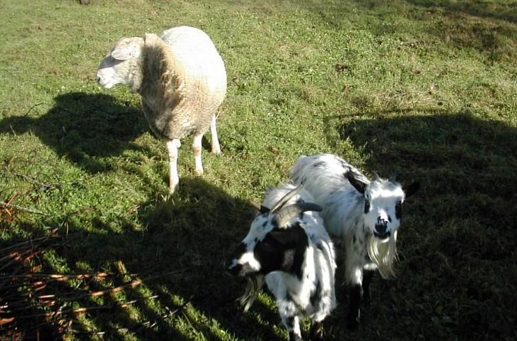 Vakantiehuis Steinhaus in ländlicher Umgebung mit Pool