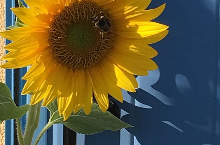 Vakantiehuisje in St. Barthélémy