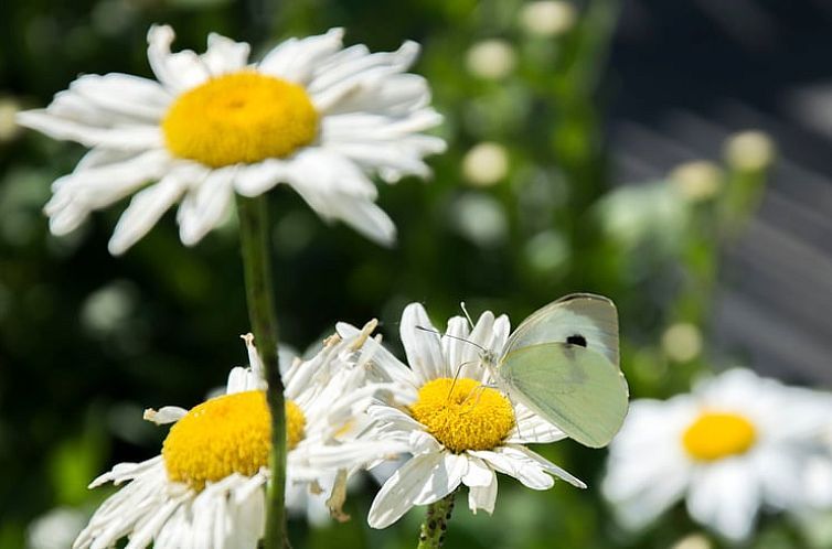 Vakantiehuis in Herderen